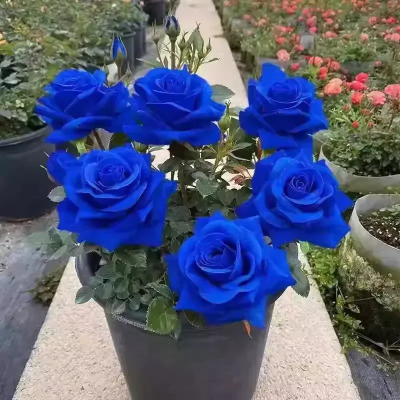 Blue Climbing Rose Seeds 💙 20 gram