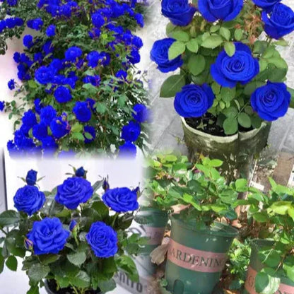 Blue Climbing Rose Seeds 💙 20 gram