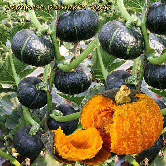 Organic Green Pumpkin 20seeds