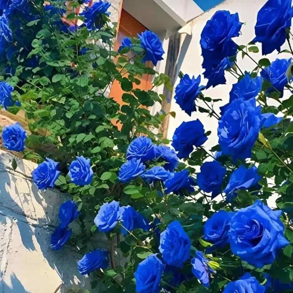 Blue Climbing Rose Seeds 💙 20 gram