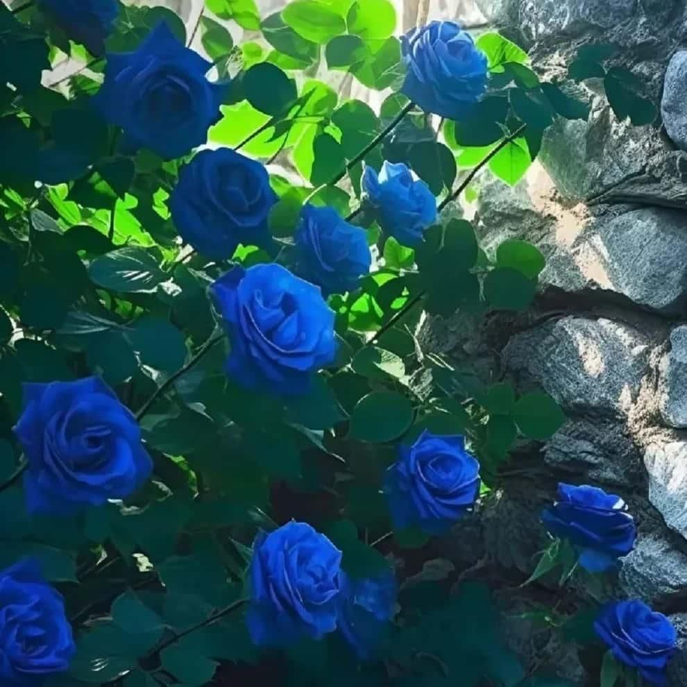 Blue Climbing Rose Seeds 💙 20 gram